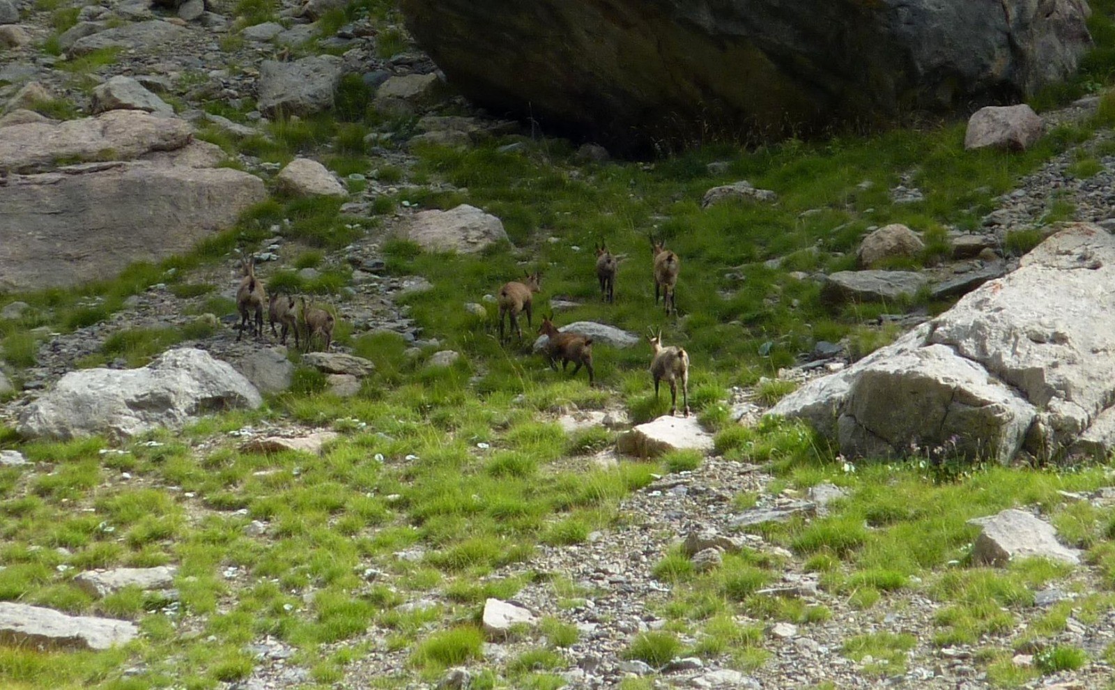 #11 Groupe de chamois avant l Groupe de chamois avant l'arrivée au col de Serenne