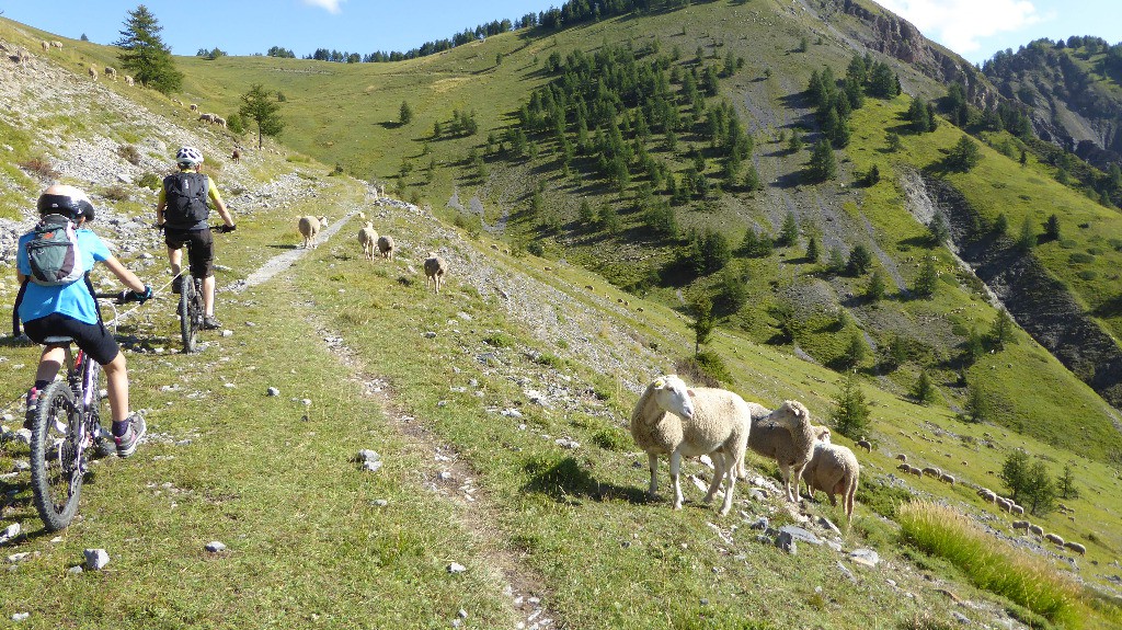#10 Le troupeau est paisible Le troupeau est paisible