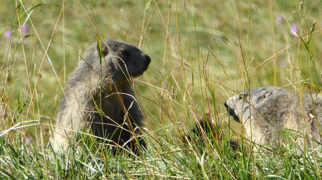 #2 Dame marmotte Dame marmotte