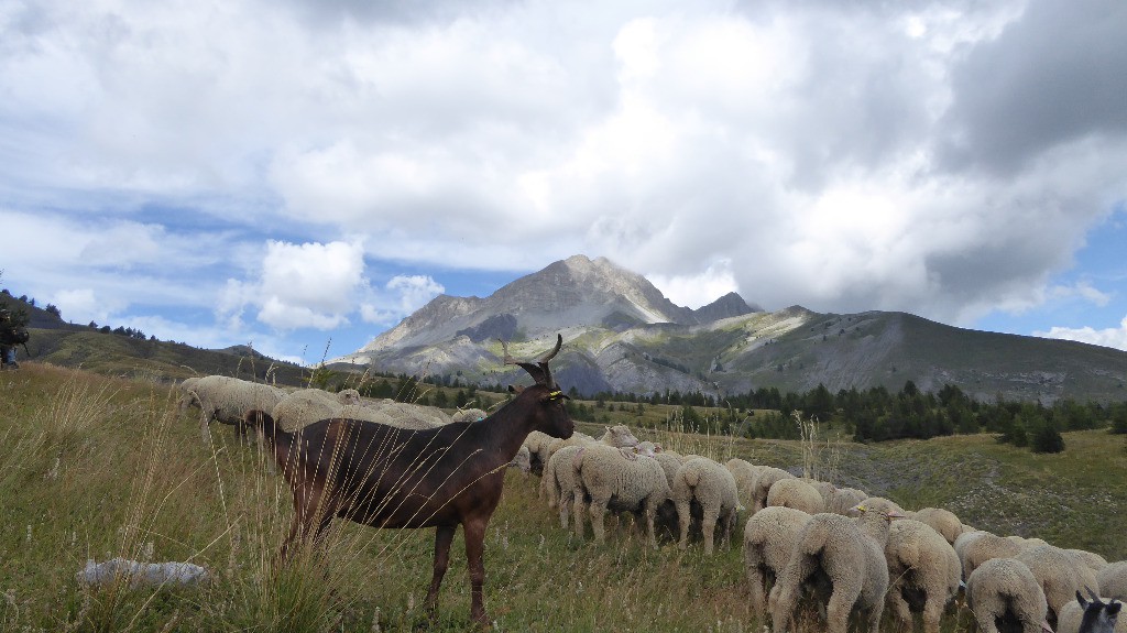 Troupeau en plein milieu du sentier