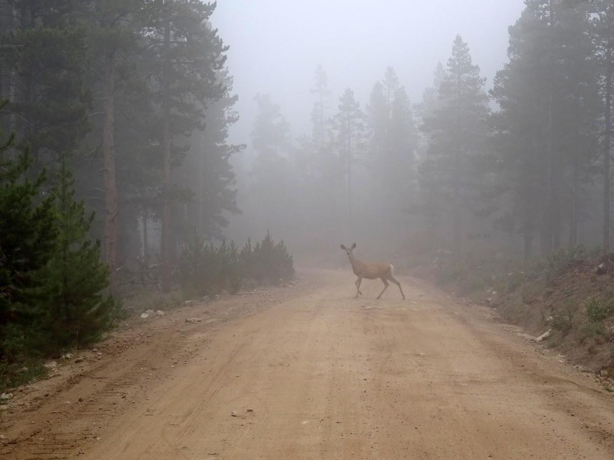 #7 wildlife wildlife