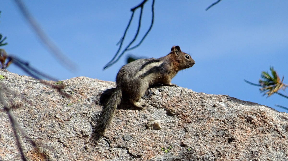 chipmunk