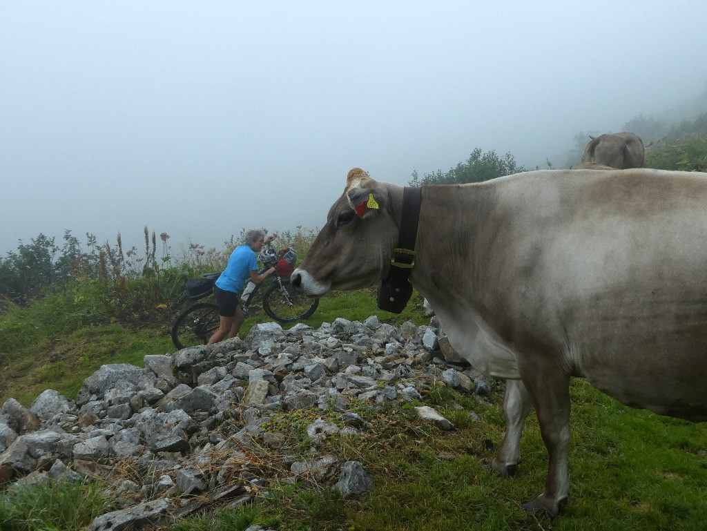 Montée au Sustenpass: poussage avec vache...