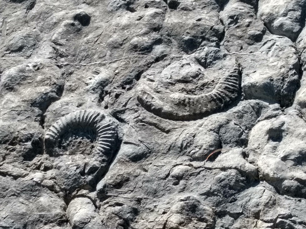 La fameuse dalle aux Ammonites !