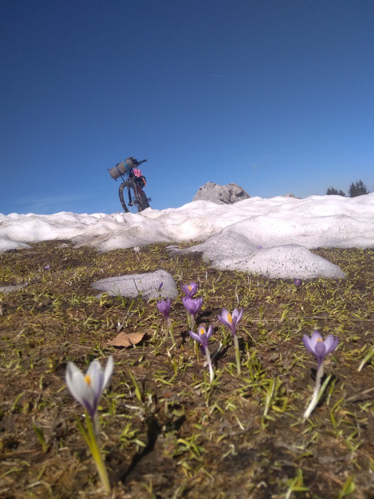 au plan du Loup, crocus pour croquer la vie