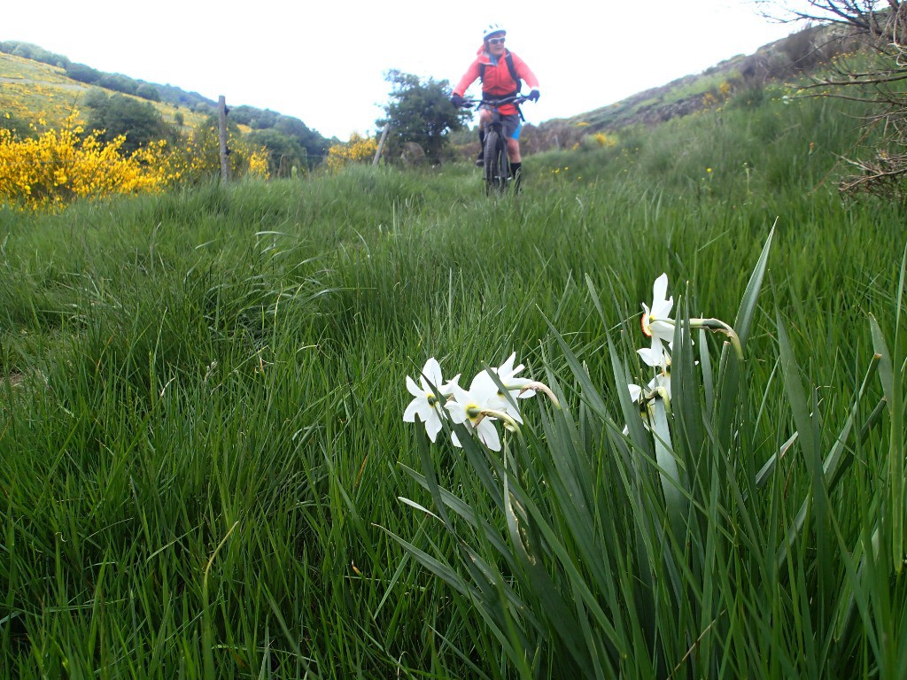 #9 Le narcisse prolifère par ici ! Le narcisse prolifère par ici !