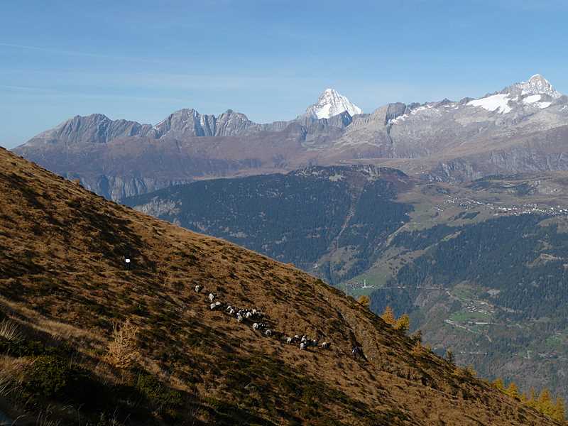 #1 Breithorn : Le Bietschhorn pendant la montée au Breithorn Breithorn : Le Bietschhorn pendant la montée au Breithorn