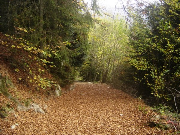 Chemin d'automne : Les chemins sont recouvert d'un beau tapis.