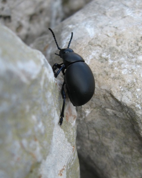 Petit scarabé : Le seul être vivant au sommet.