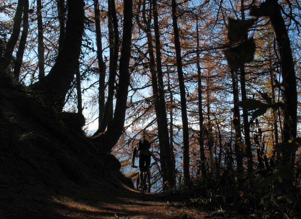 Bois de Barbeyroux : Super sentier en terre, tapissé d'aiguilles de mélèze
