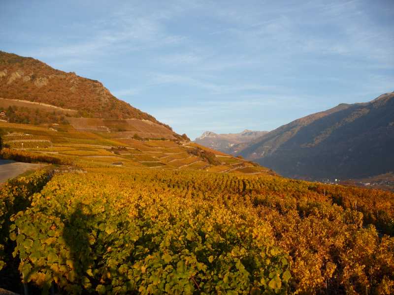 Vignes : Final viticole sur St Léonard