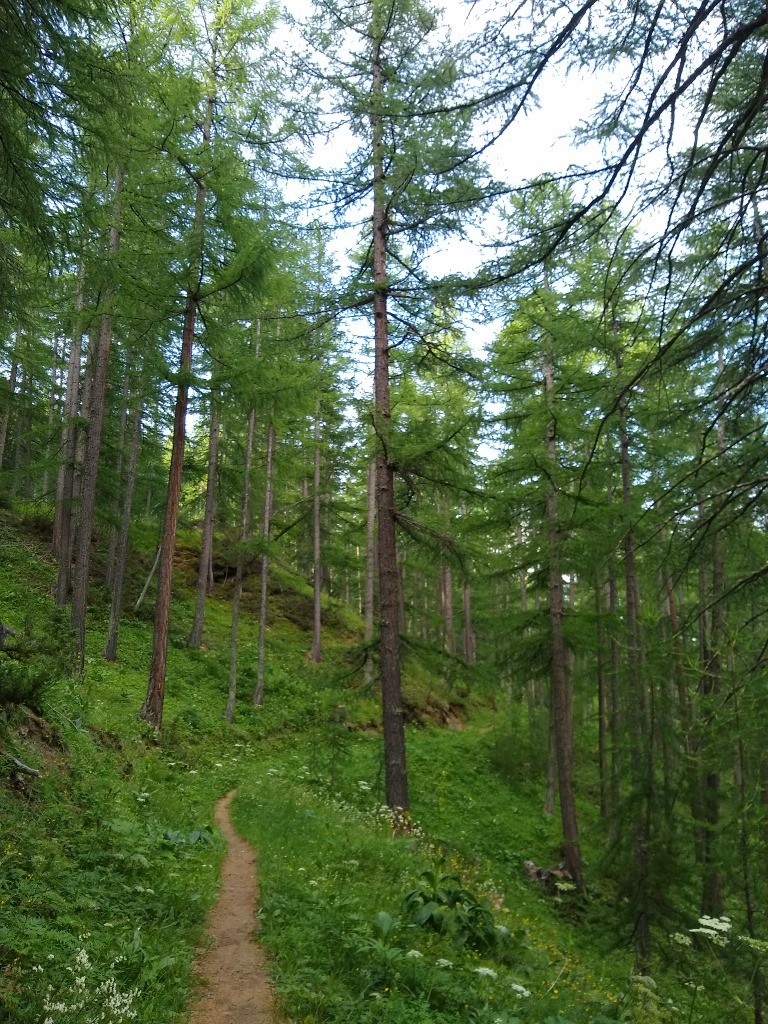 Single descendant sur Abriès