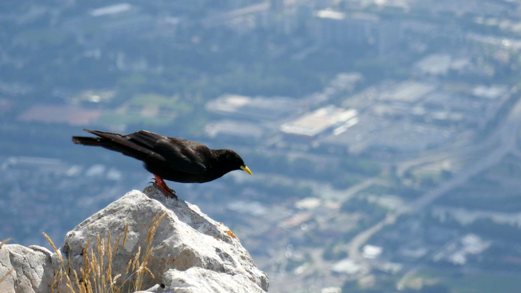 Facile de monter quand tu es un oiseau