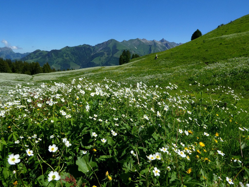 Entre Château d'Oex et le col des Mosses