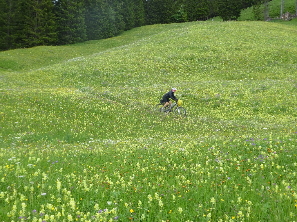 Quelque part dans des fleurs...