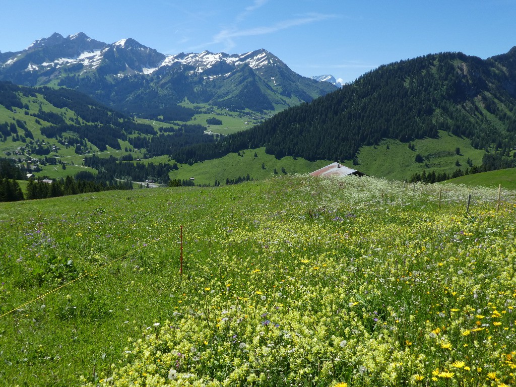 Entre Chateau d'Oex et le col des Mosses