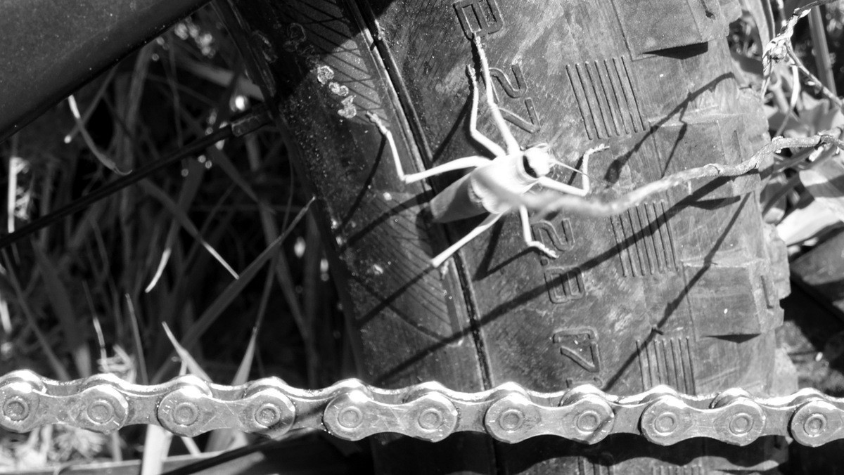 #6 insecte du cru insecte du cru