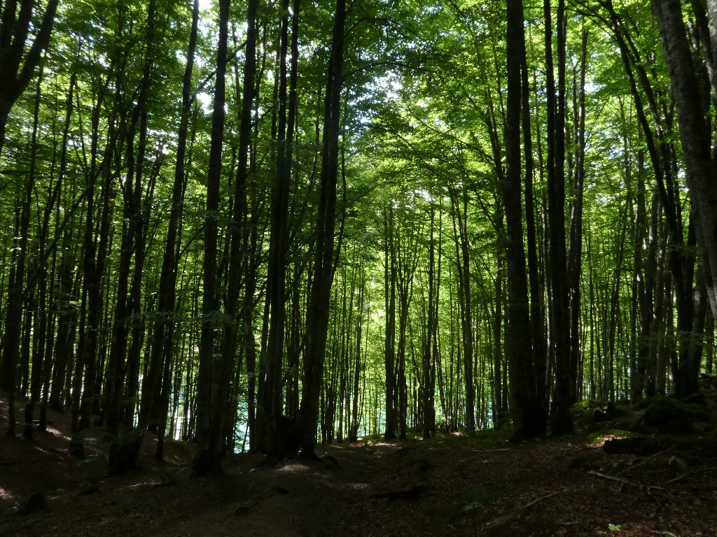#56 Jour 14: forêt d Jour 14: forêt d'Irati