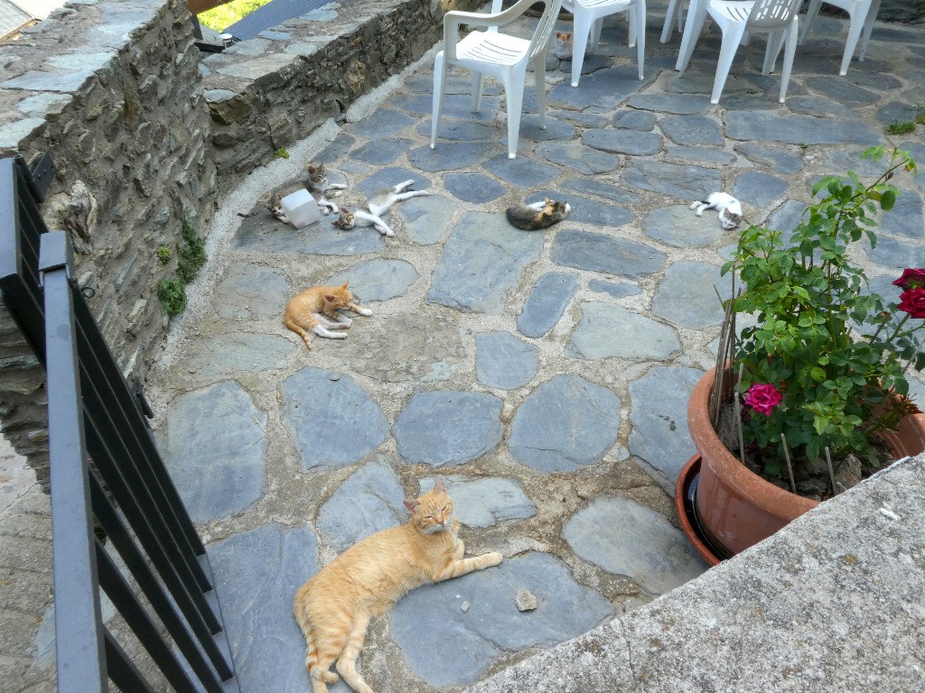 #18 Jour 6: Arestui, quelques chats Jour 6: Arestui, quelques chats