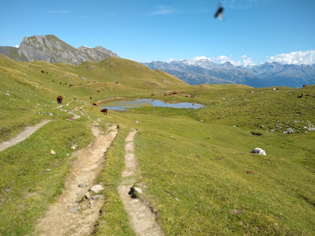 Sous le col de la Forclaz, sentier d'alpage...