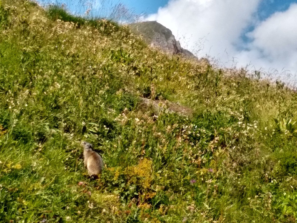 #5 Marmotton pas peureux! Marmotton pas peureux!