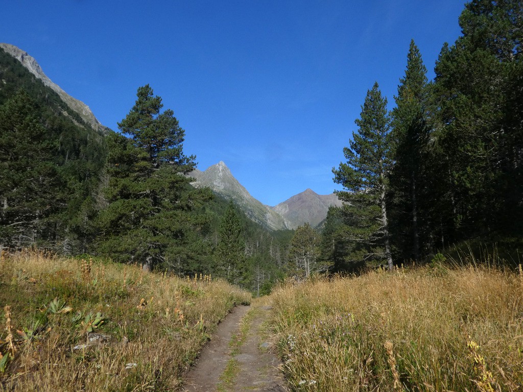 Dans le vallon d'Estos