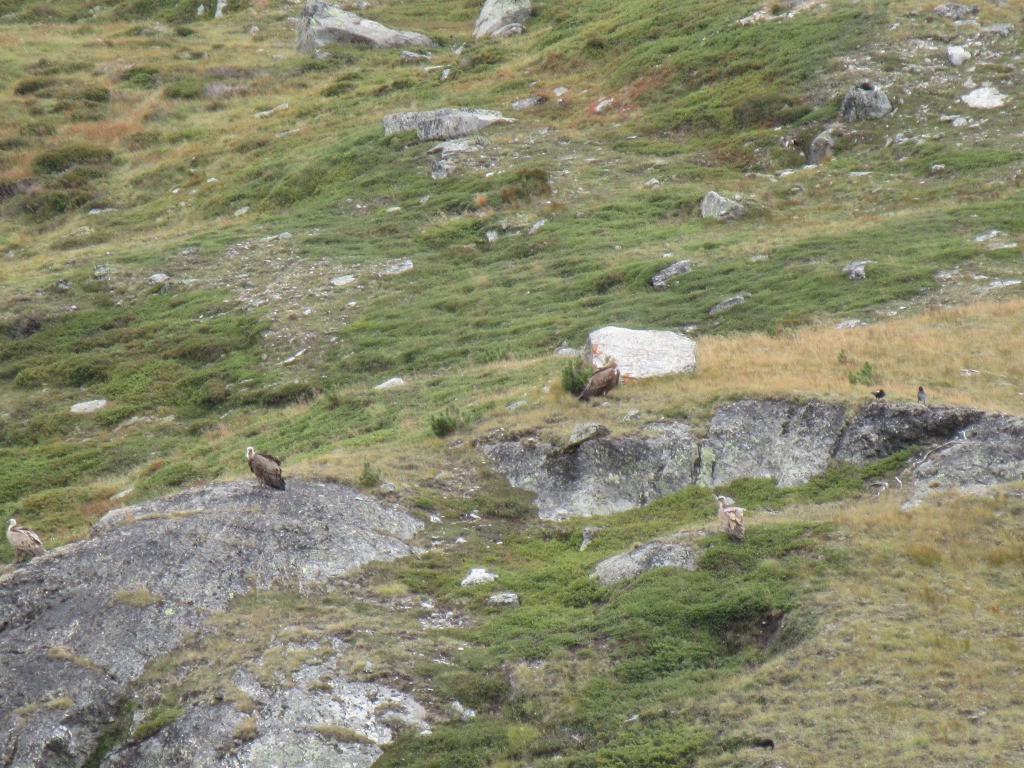 les vautours attendent la chute...