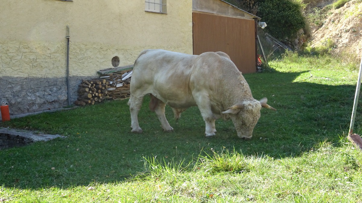 Testostérone, les vraies