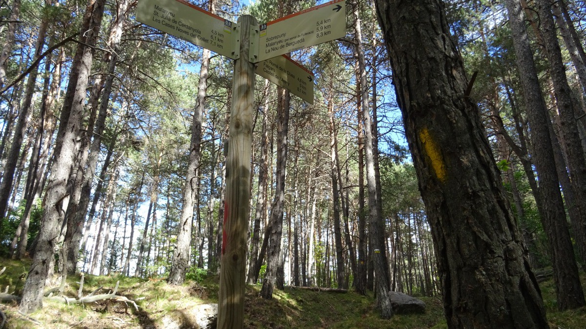 Plaisir en forêt 