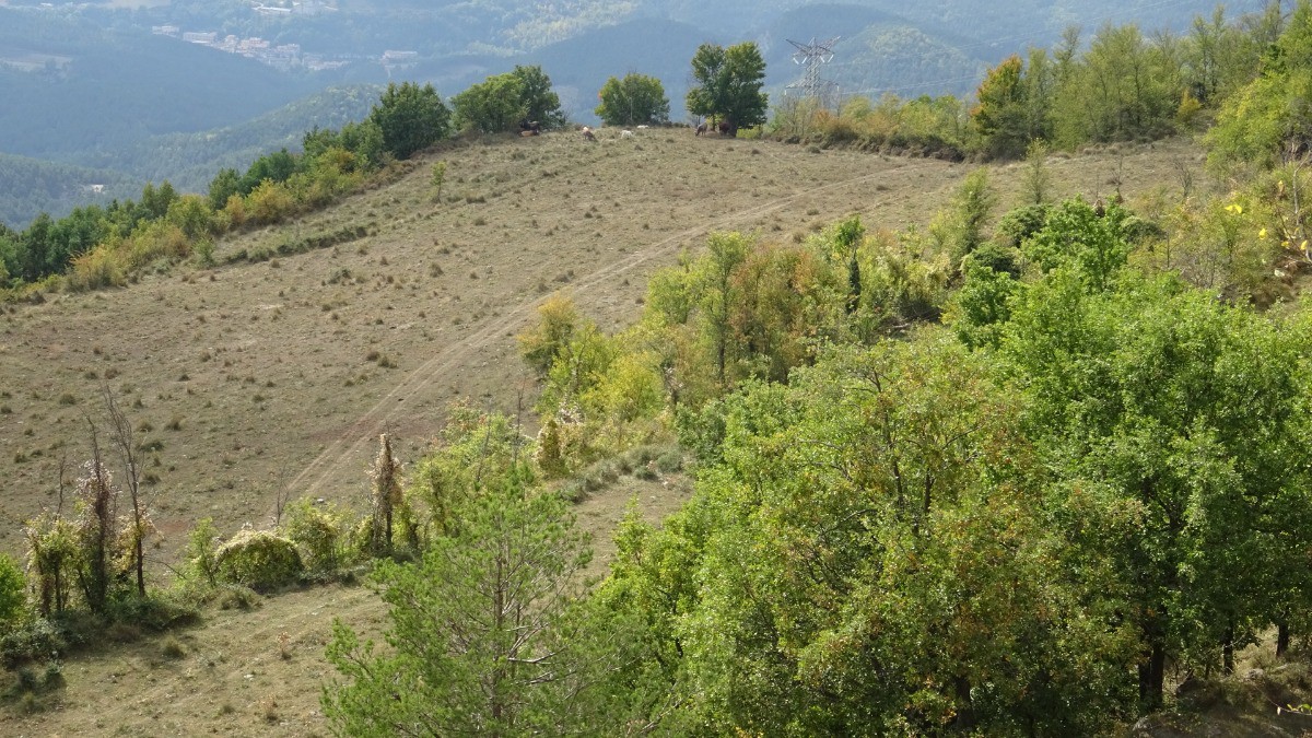 Bovins juste au depart du sentier