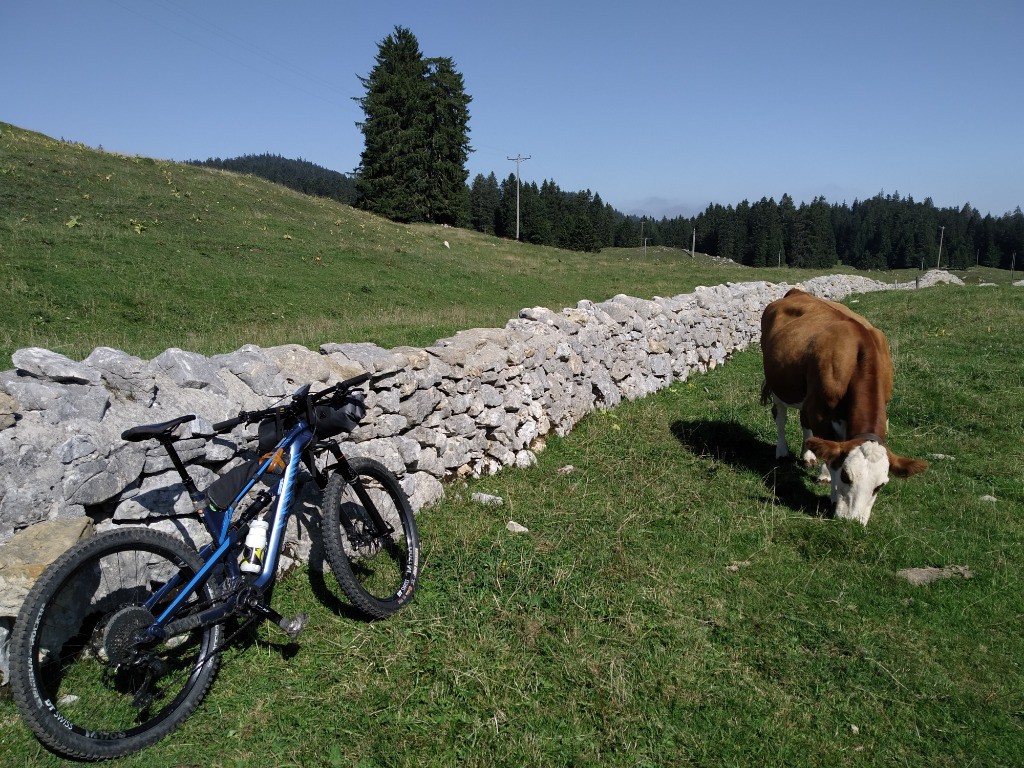 Pâtures dans le Jura Suisse