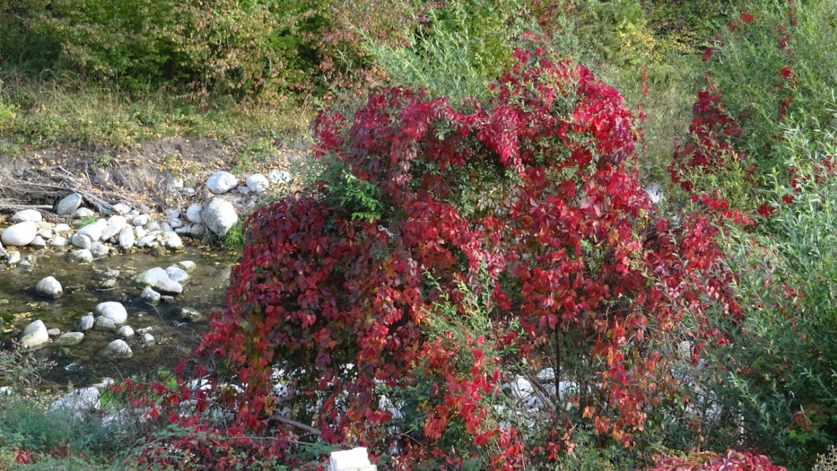 #14 automne automne