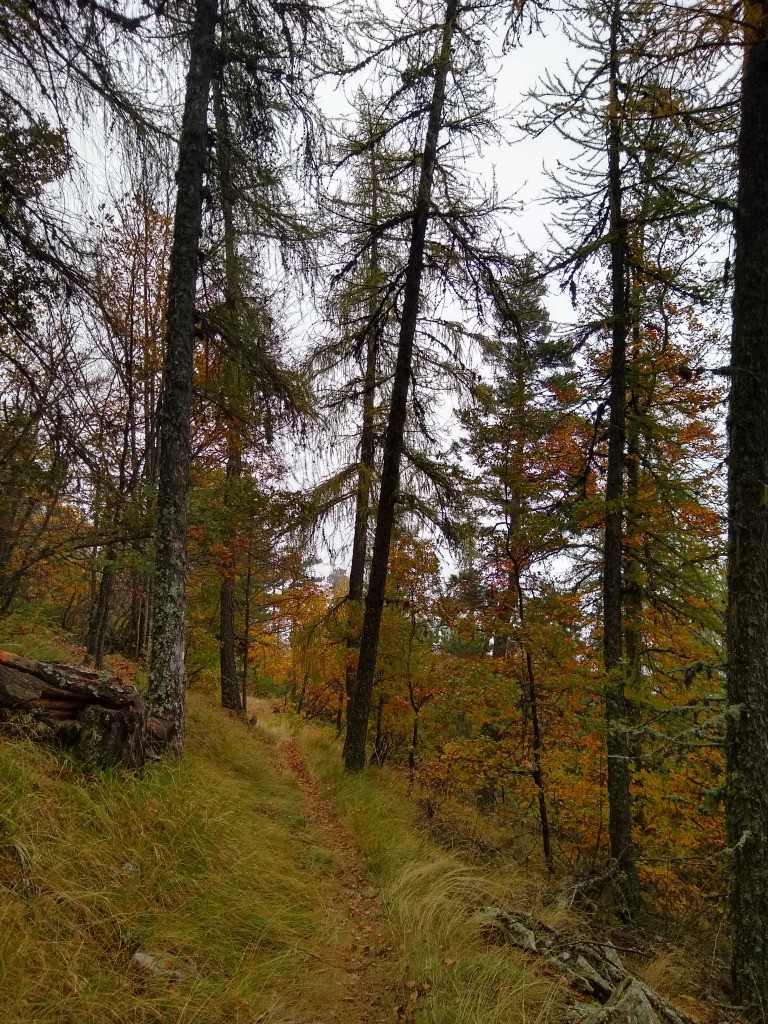 #3 Forêt Domainiale Forêt Domainiale