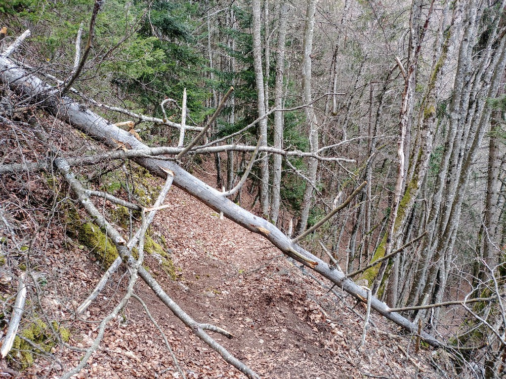 #3 Sous chez Béroud, quelques arbres a emjamber Sous chez Béroud, quelques arbres a emjamber