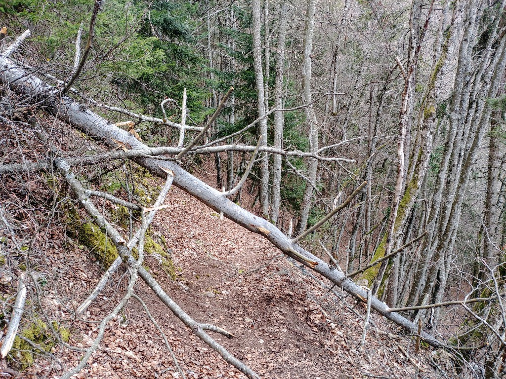 Sous chez Béroud, quelques arbres a emjamber