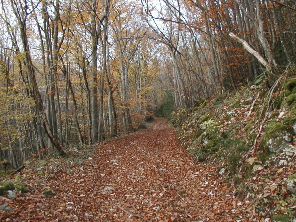 #1 Les belles couleurs d Les belles couleurs d'automne : La piste entre Blinthy et le signal : c'est raide !