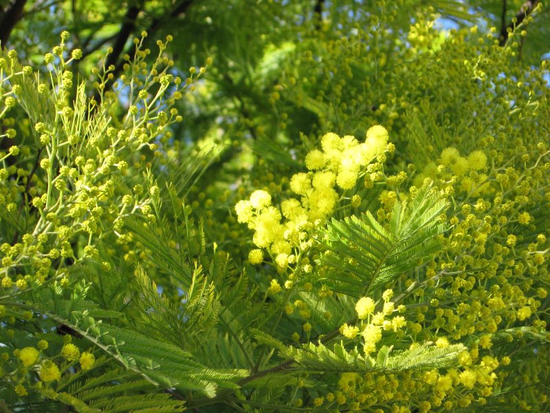#1 Ca réchaufe : Quel est le nom de cette plante ?!
A quel mois de l Ca réchaufe : Quel est le nom de cette plante ?!
A quel mois de l'année la floraison survient-elle normalement ?