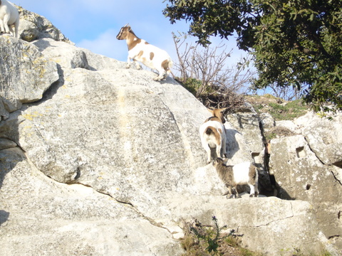 St Roman : Les copines du week-end.