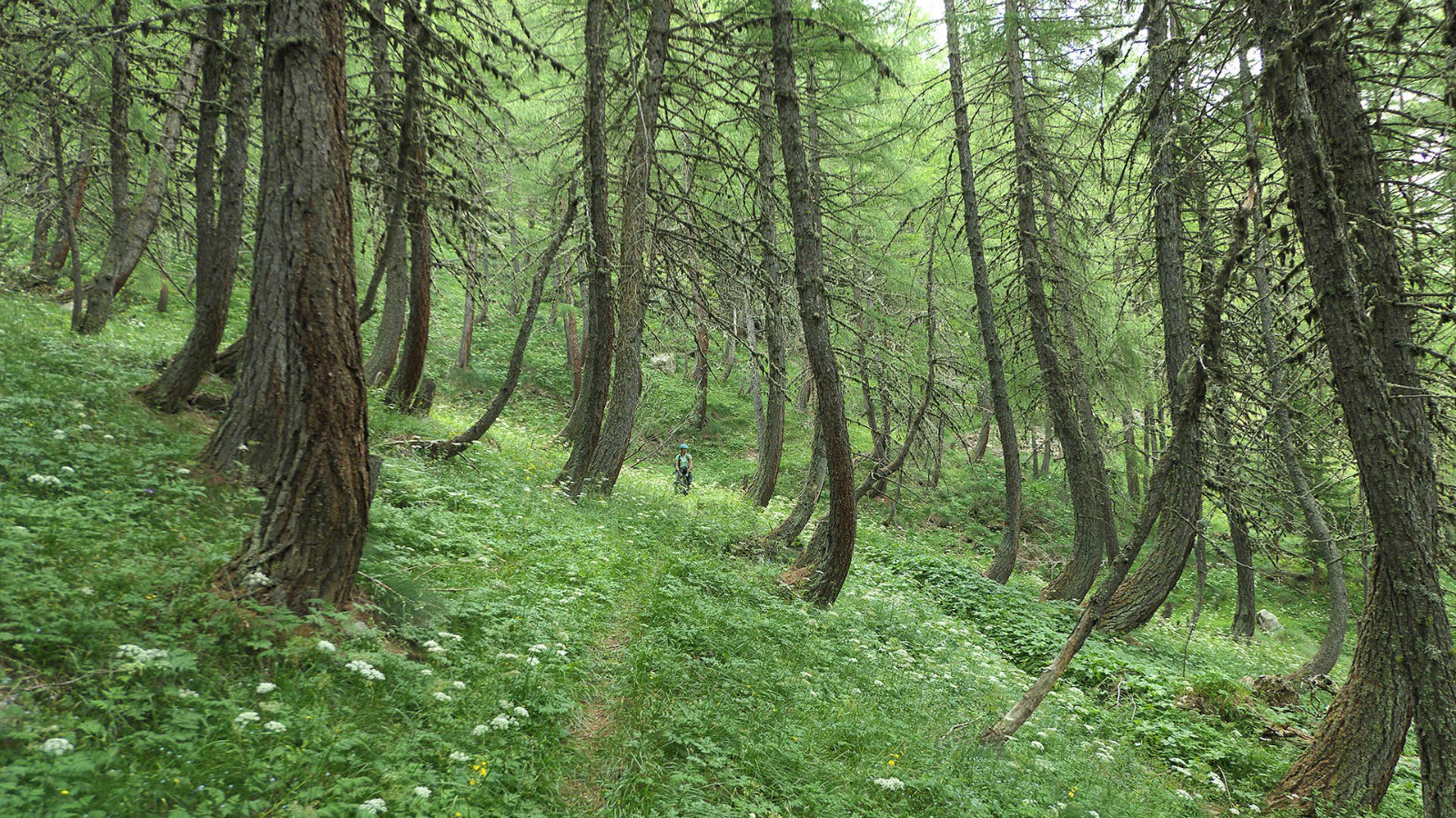 Beau sentier en sous bois au-dessus de St Rhémy