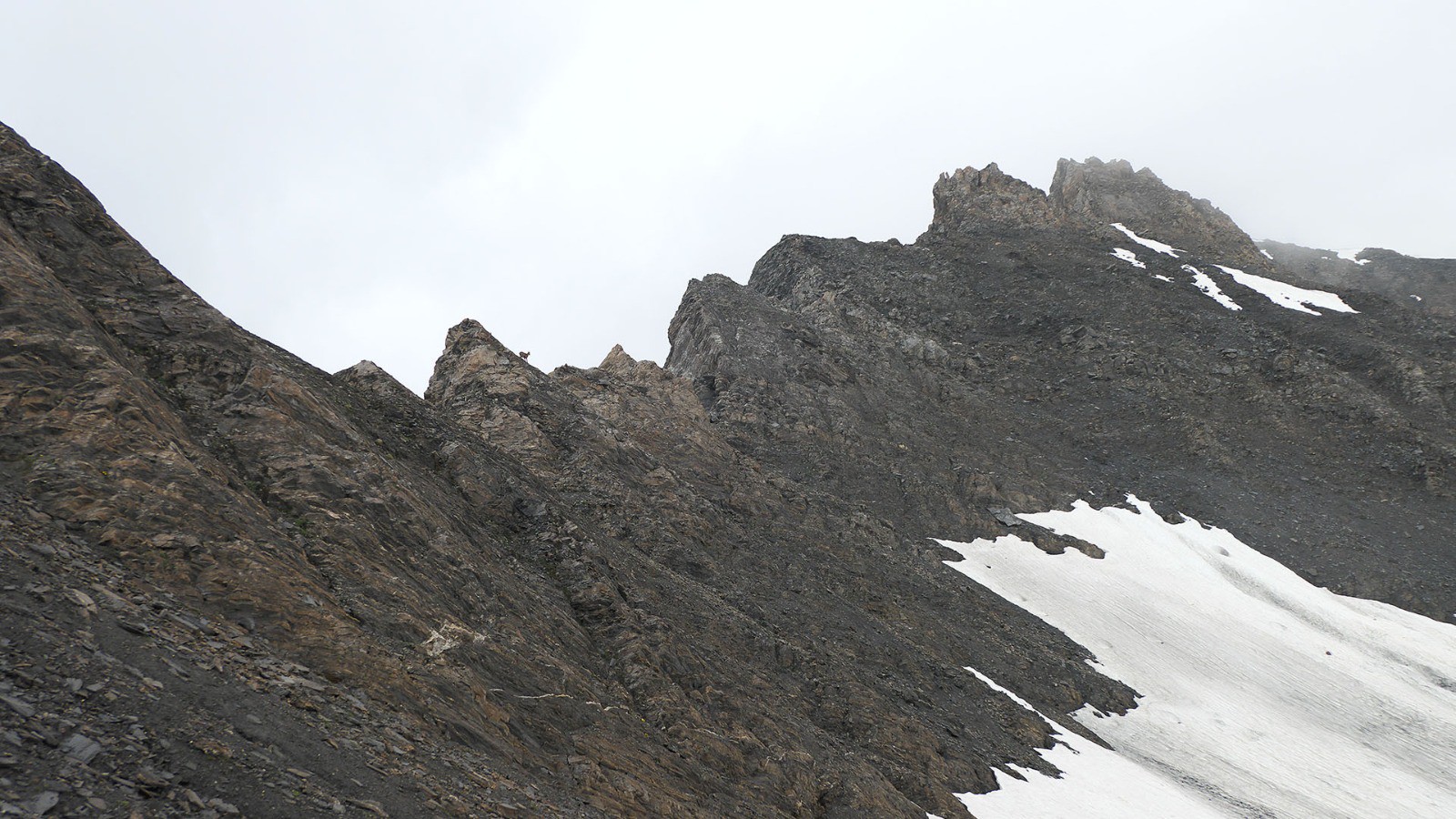 #14 1 bouquetin en cr^te au-dessus du col de Malatra 1 bouquetin en cr^te au-dessus du col de Malatra
