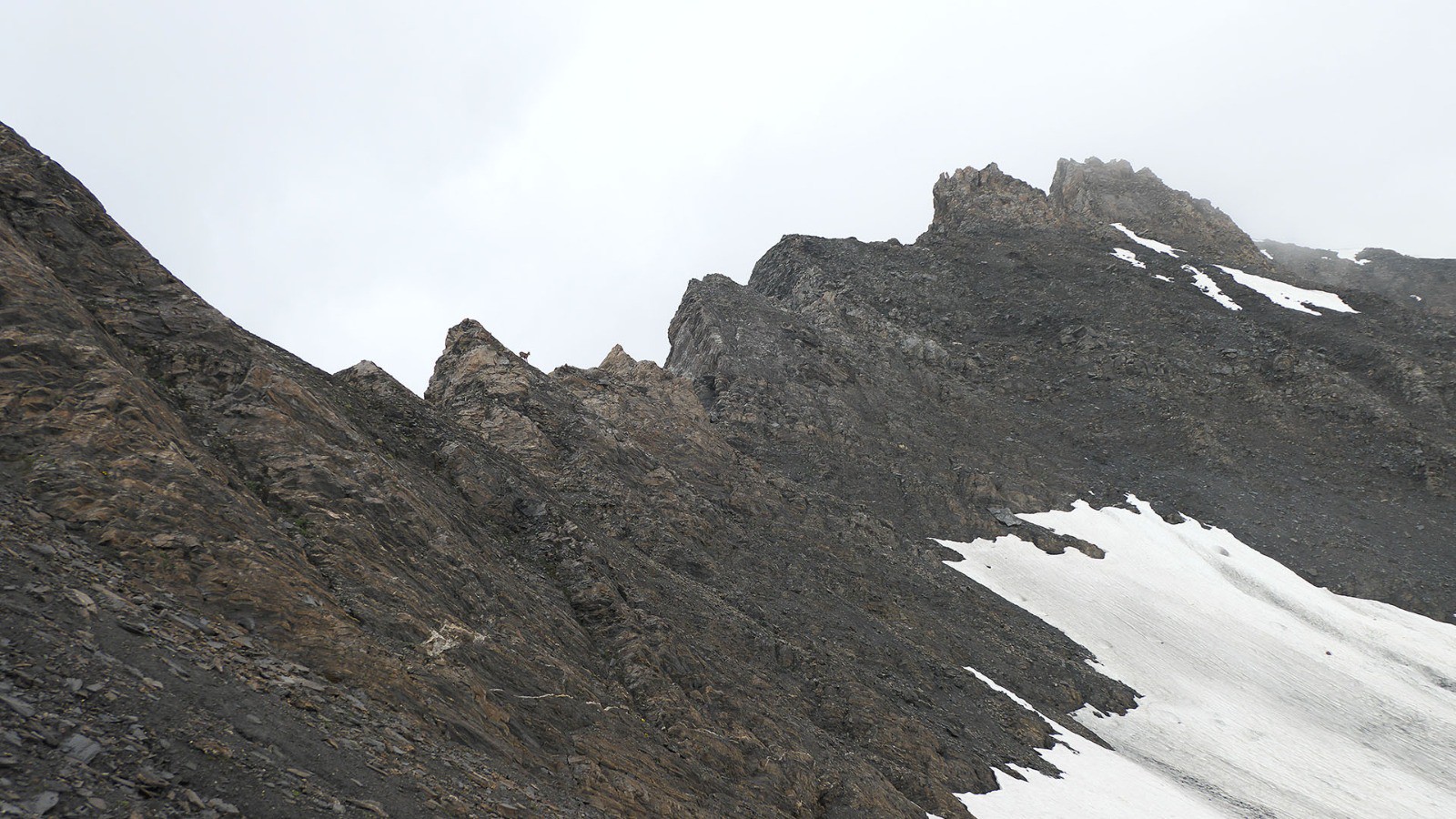 1 bouquetin en cr^te au-dessus du col de Malatra