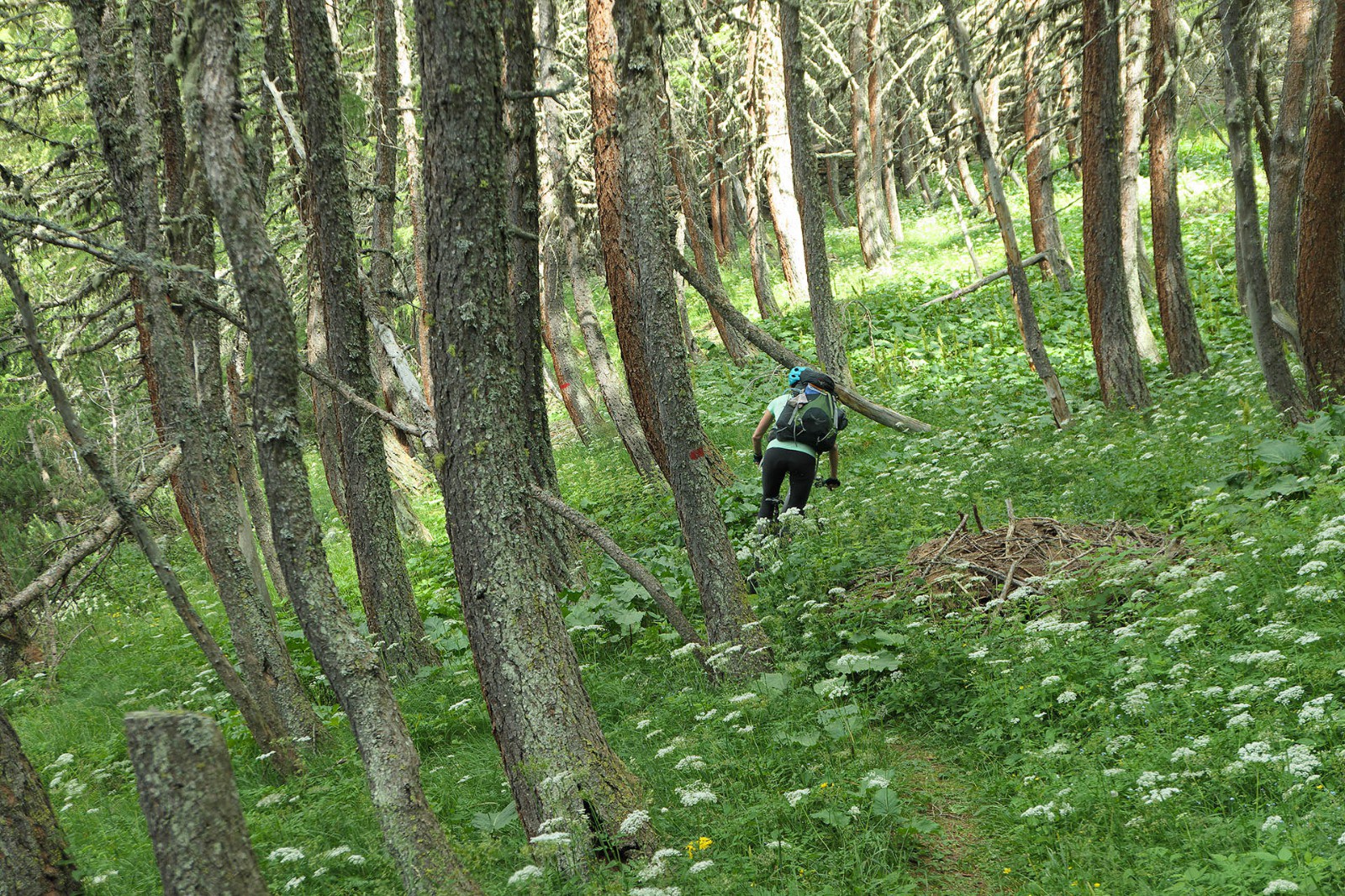 Beau sentier en sous bois 