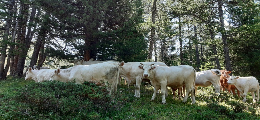 Vaches forestières
