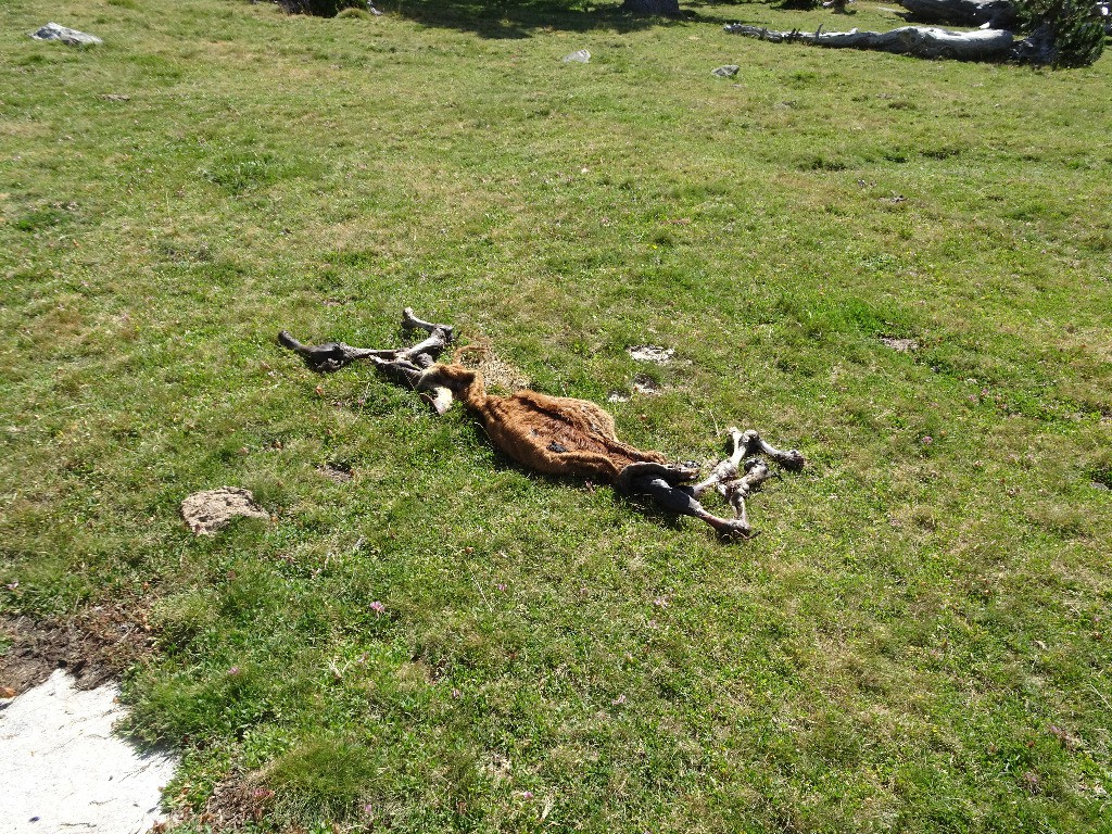 Il ne reste que le cadre et les pneus. Fontra a pourtant bien écrit que le Mosquit c'est engagé !