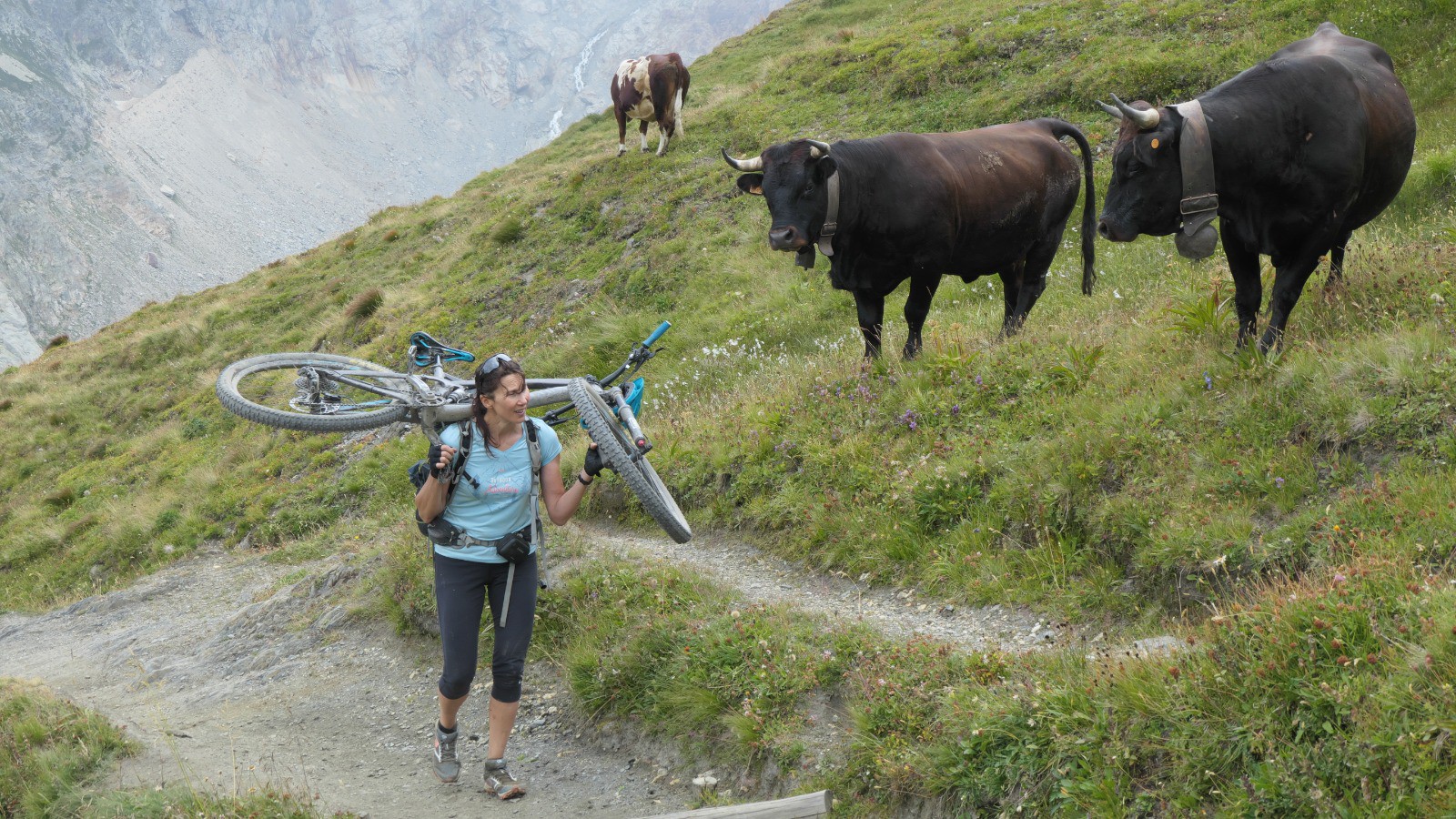 Un spectacle originale pour les vaches dans la montée du Grand Col Ferret