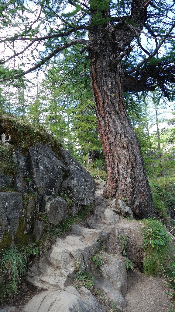 passage de la cascade avec le rocher et l'arbre 