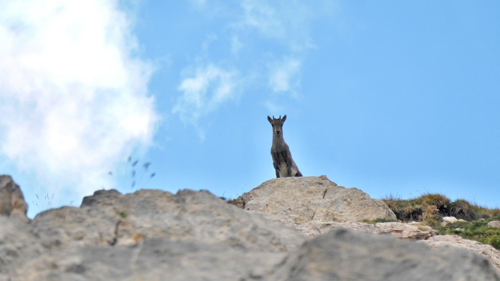 Jeune bouquetin en haut du \