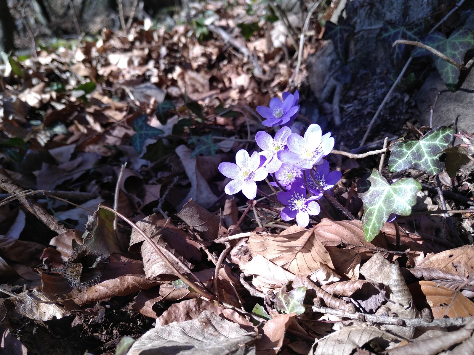 #8 Ça sent le printemps! Ça sent le printemps!