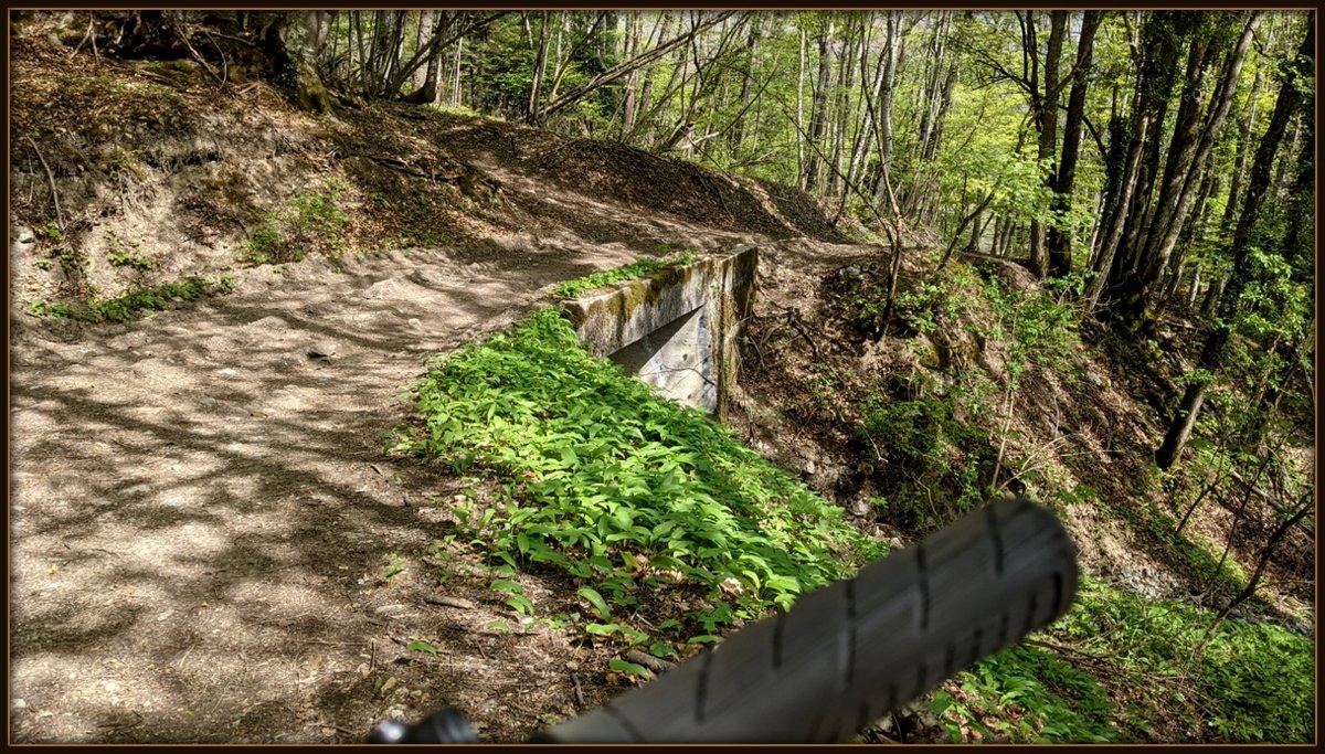 #1 Ail des Ours en complément d Ail des Ours en complément d'une sauce légère sur pavé de Saumon rosé à l'os :)