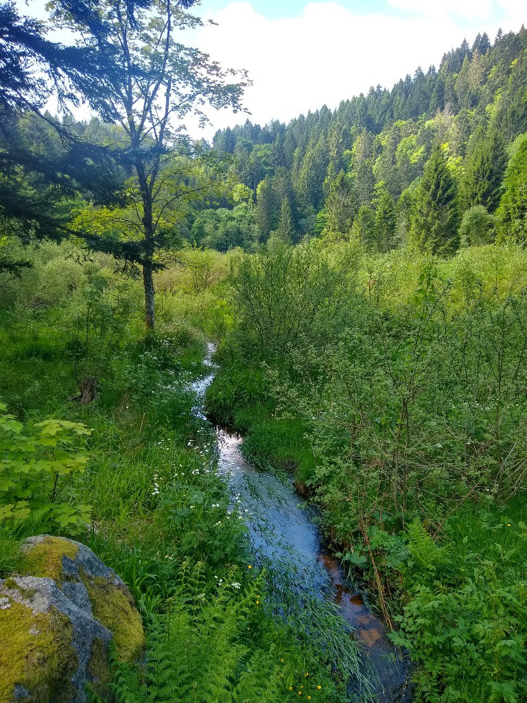 Tourbière du Gaschney